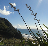 whangareiheads